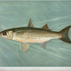 Illustration for article titled Fishes of North America That are Captured on Hook and Line